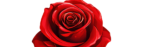 ai generated, red, rose-8730854.jpg